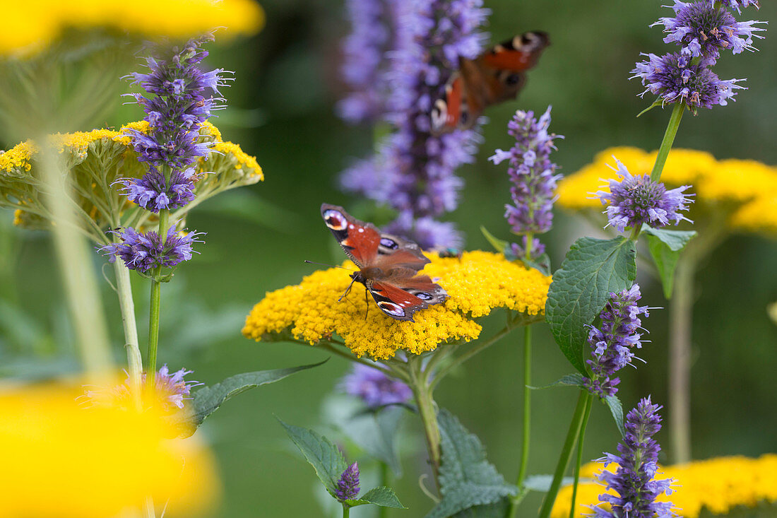 Peacock butterfly on flowers of Achillea and Agastache