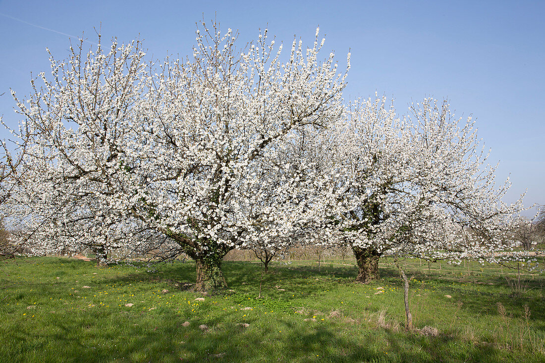 Blossoming prunus avium (sweet cherries) on the meadow