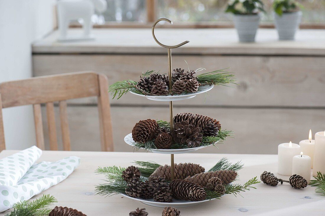 Etagere with cones, twigs of Larix, Pinus and Abies