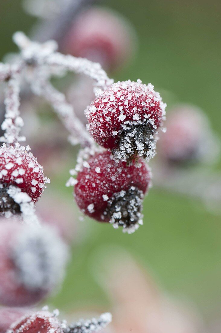 Gefrorene Hagebutten (Rosa)