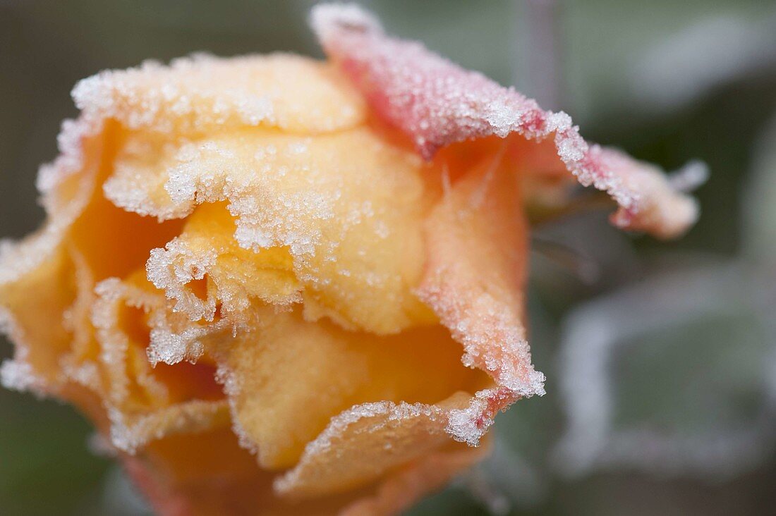 Rosenblüte mit Rauhreifrand - Rosa 'Tequila' (Rose) mit Frost