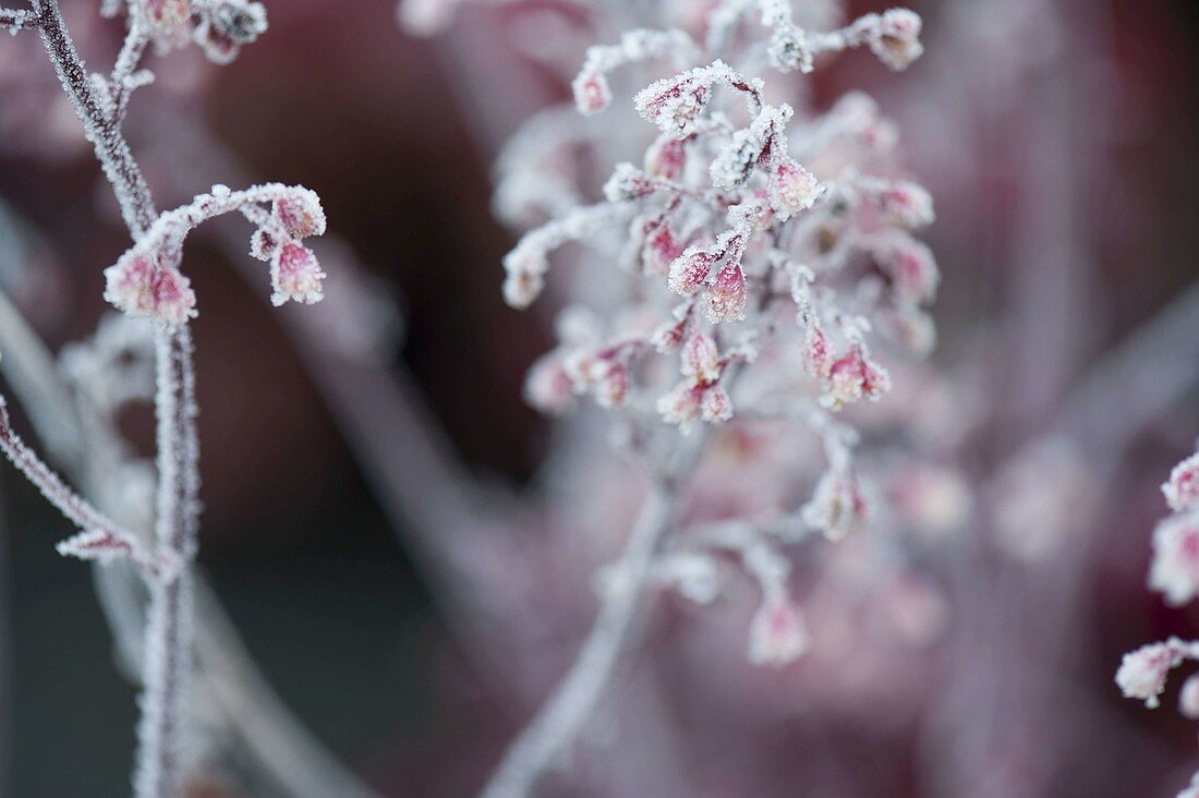 Frozen flowers of Heuchera (alumroot)