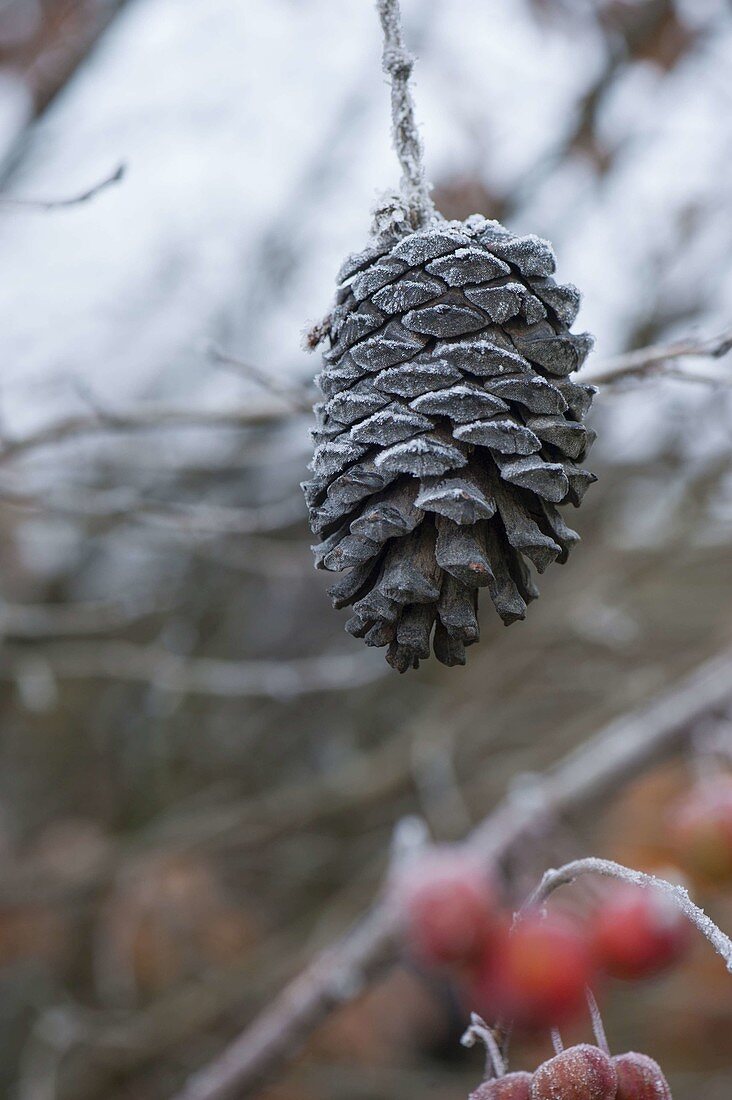 Frozen pine cones