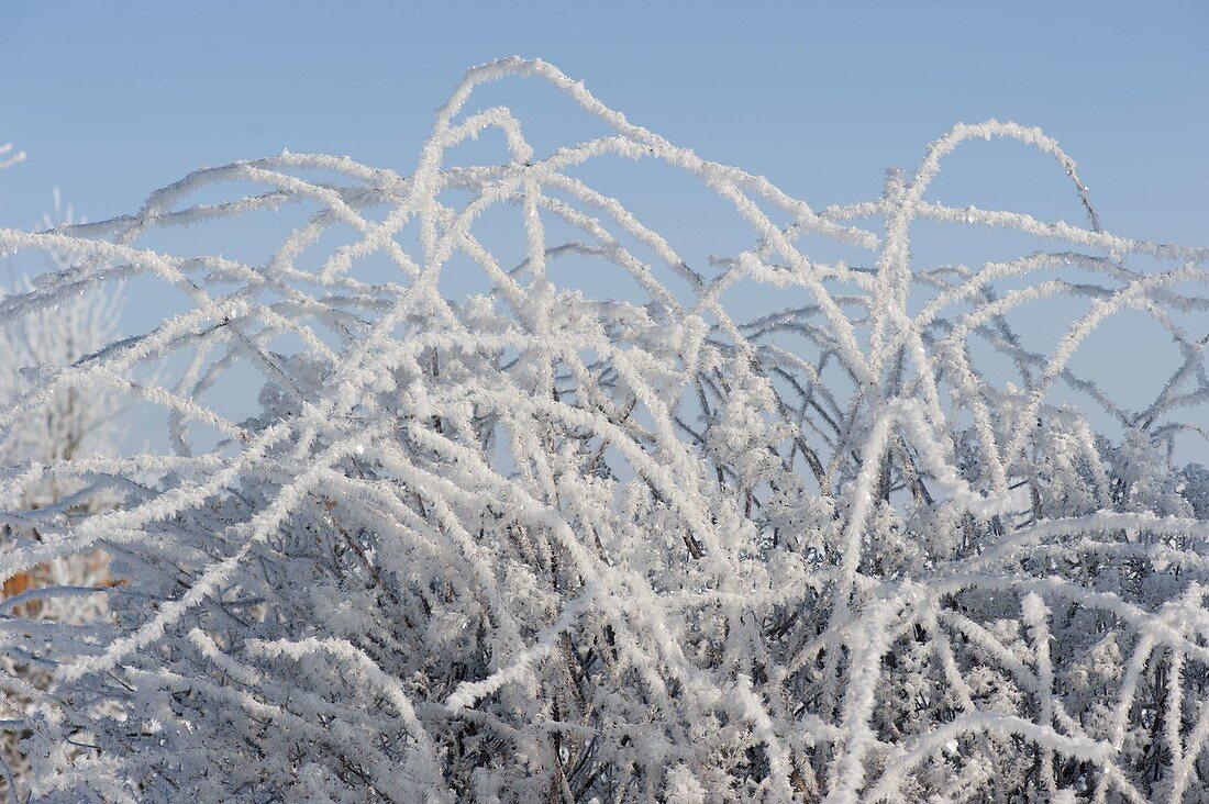 Thick rime-coated branches