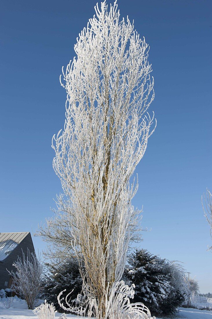 Saeulenbaum mit Rauhreif überzogen im verschneiten Garten
