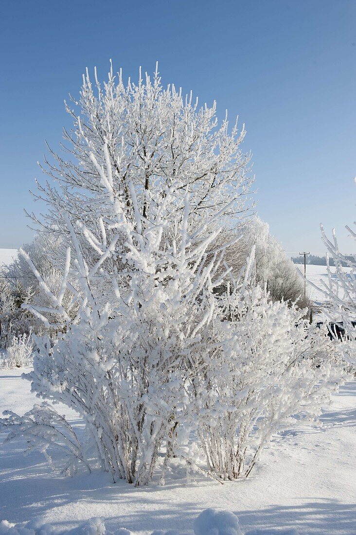 Thick rime-covered shrubs and trees