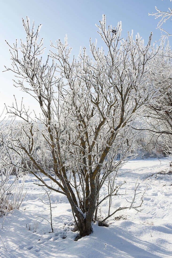 Syringa (Flieder) mit Rauhreif überzogen im verschneiten Garten