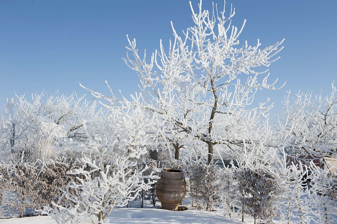 Apple trees covered in hoarfrost crystals, carpinus hedge
