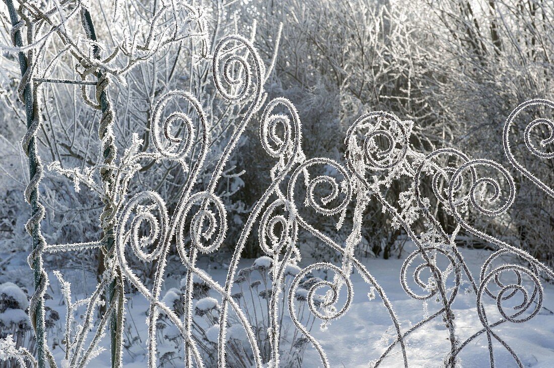 Pflanzenstuetzen aus Metall mit Rauhreif-Kristallen im verschneiten Garten