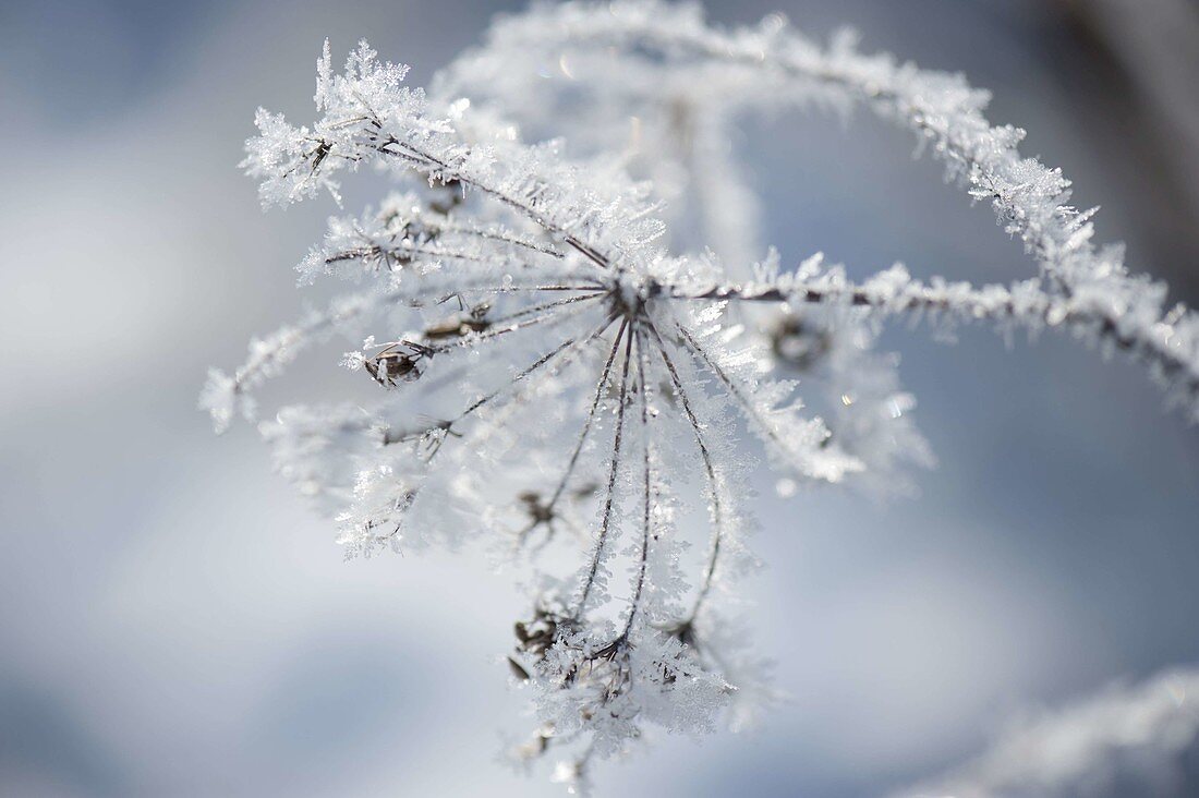 Frozen fennel seed with hoarfrost crystals