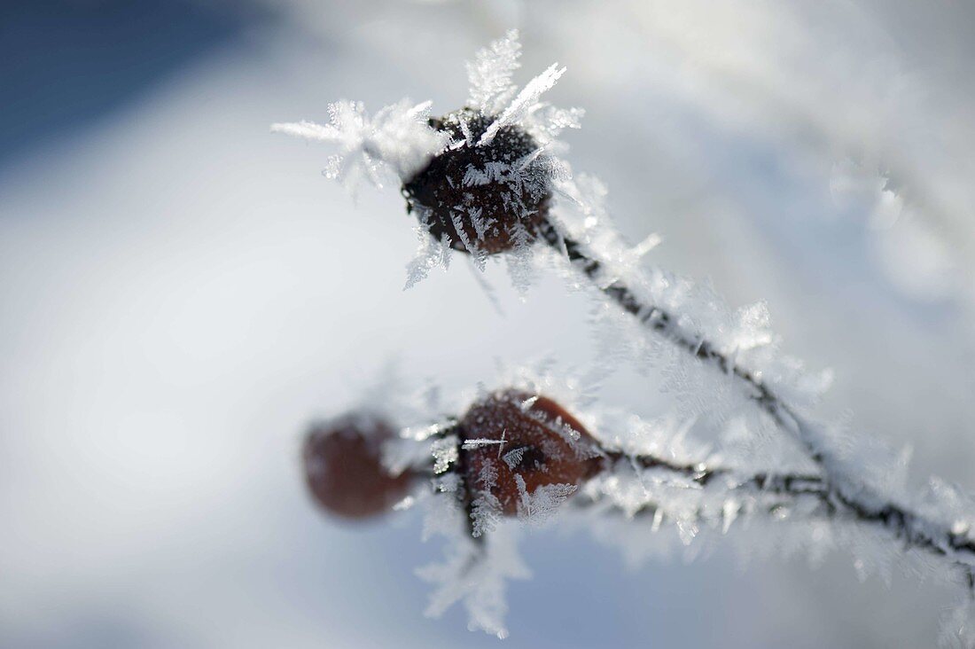 Frozen Rosehips (Rosa) with fantastic hoarfrost crystals