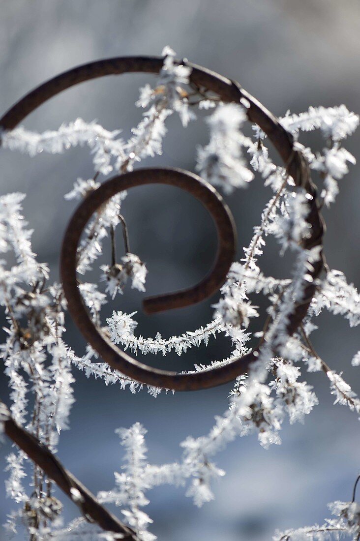 Hoarfrost crystals on plant tendril for tendril help