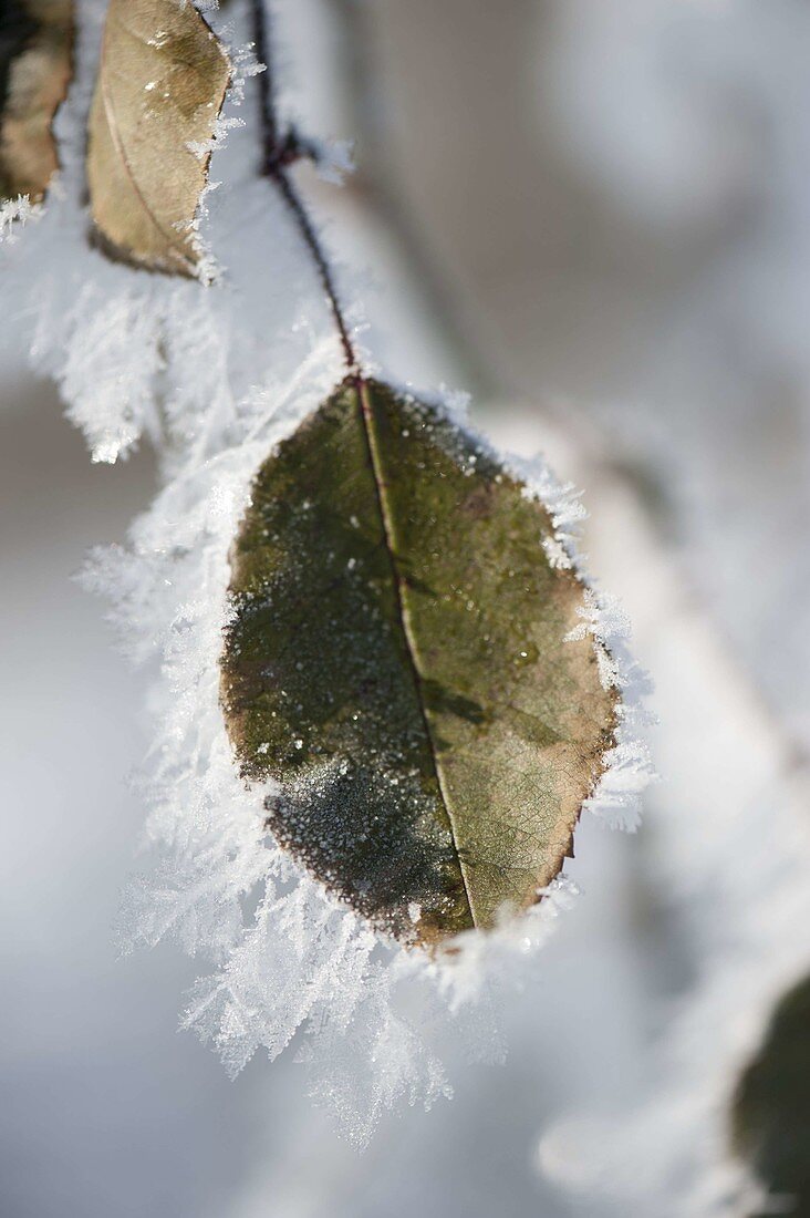 Rose leaf (rose) with thick hoarfrost crystals on the edge