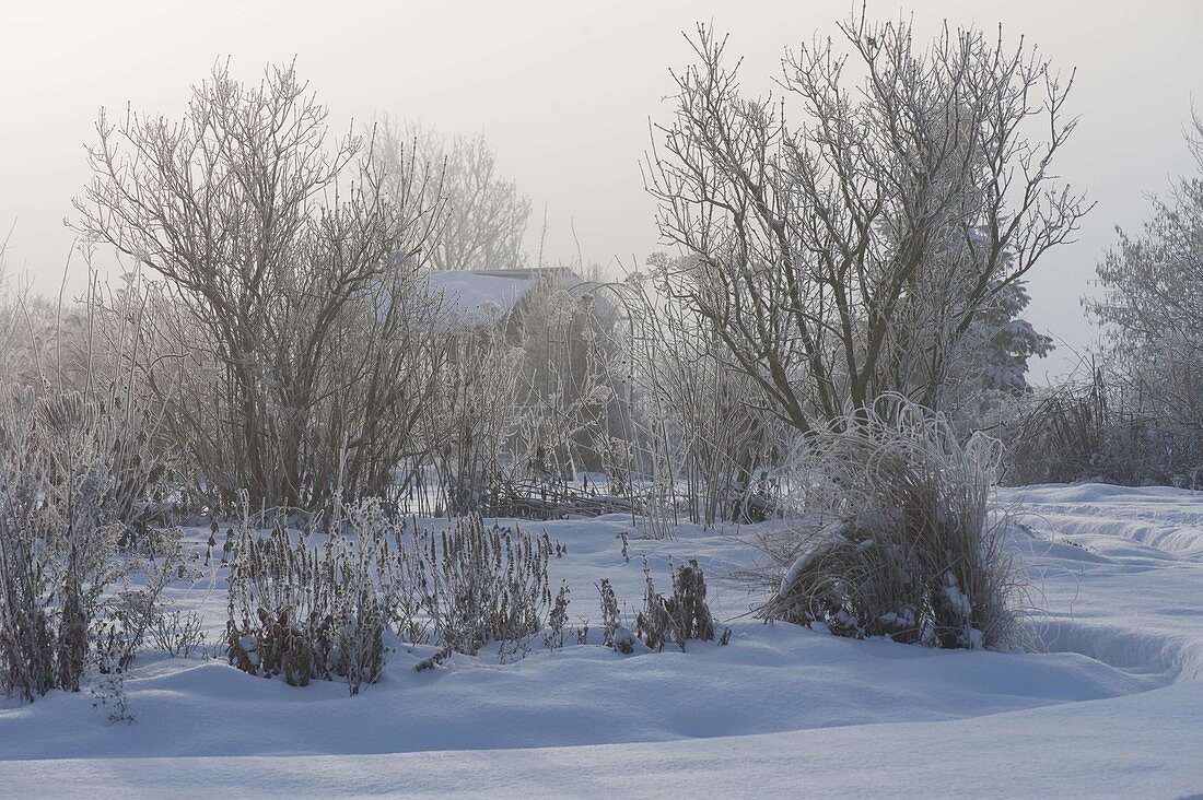 View through the snowy garden, perennials, grasses and bouquets