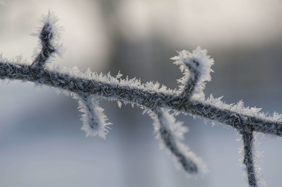 Frozen twig thickly coated with hoarfrost crystals