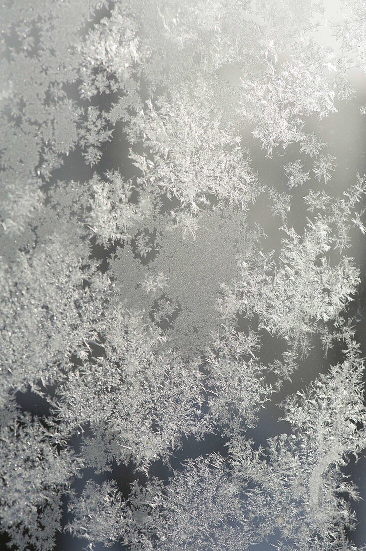 Eiskristalle am Gewaechshausfenster