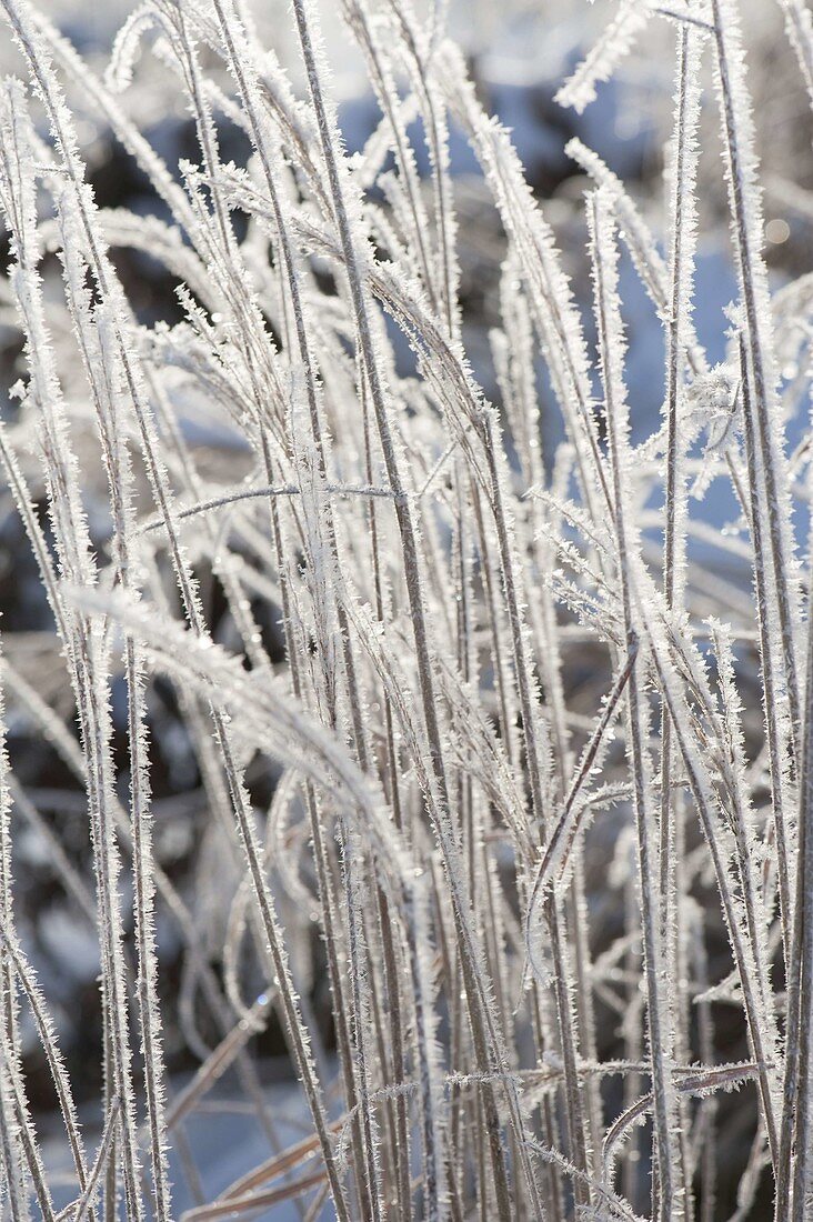 Frozen grass in the winter garden thickly covered with hoarfrost