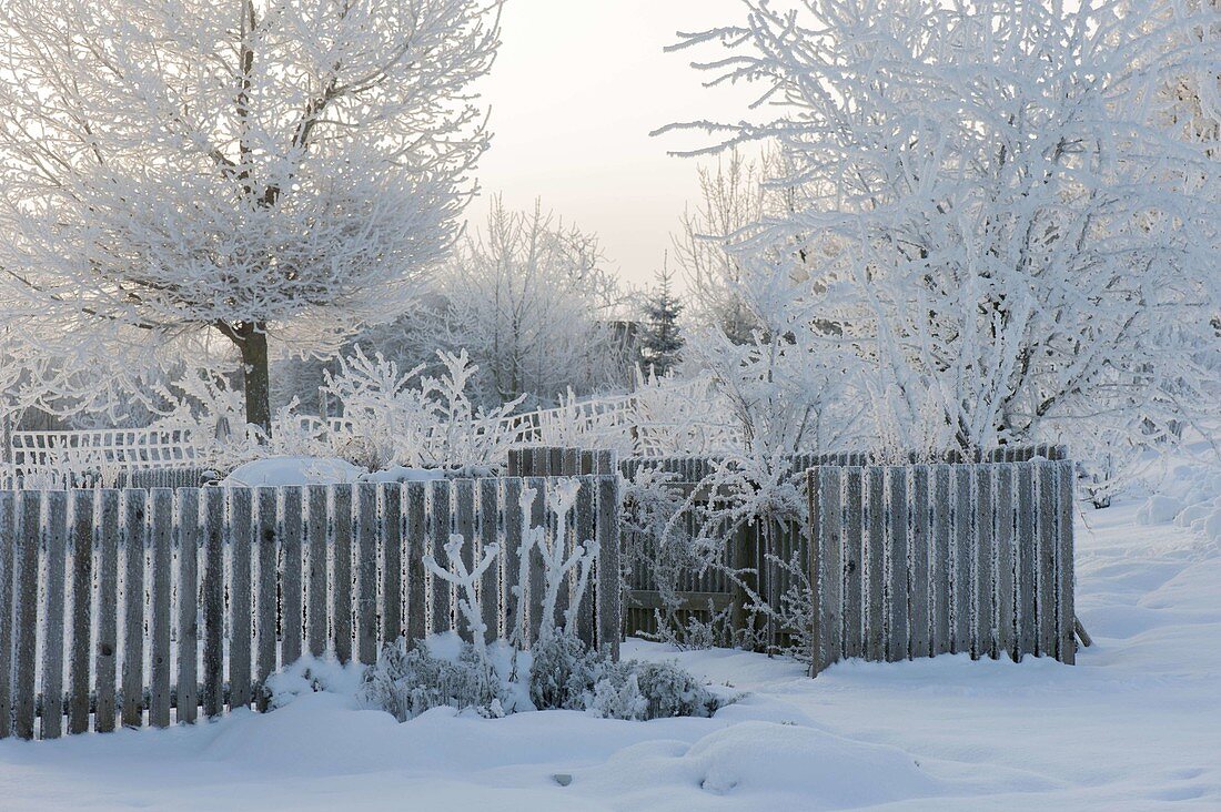 Snowy garden with wood fence, trees and bushes thick with hoarfrost