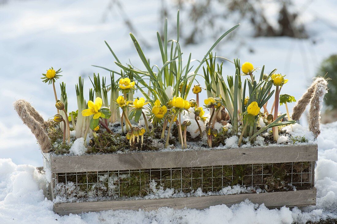 Kasten mit Eranthis hyemalis (Winterlinge) und Crocus (Krokussen) im Schnee