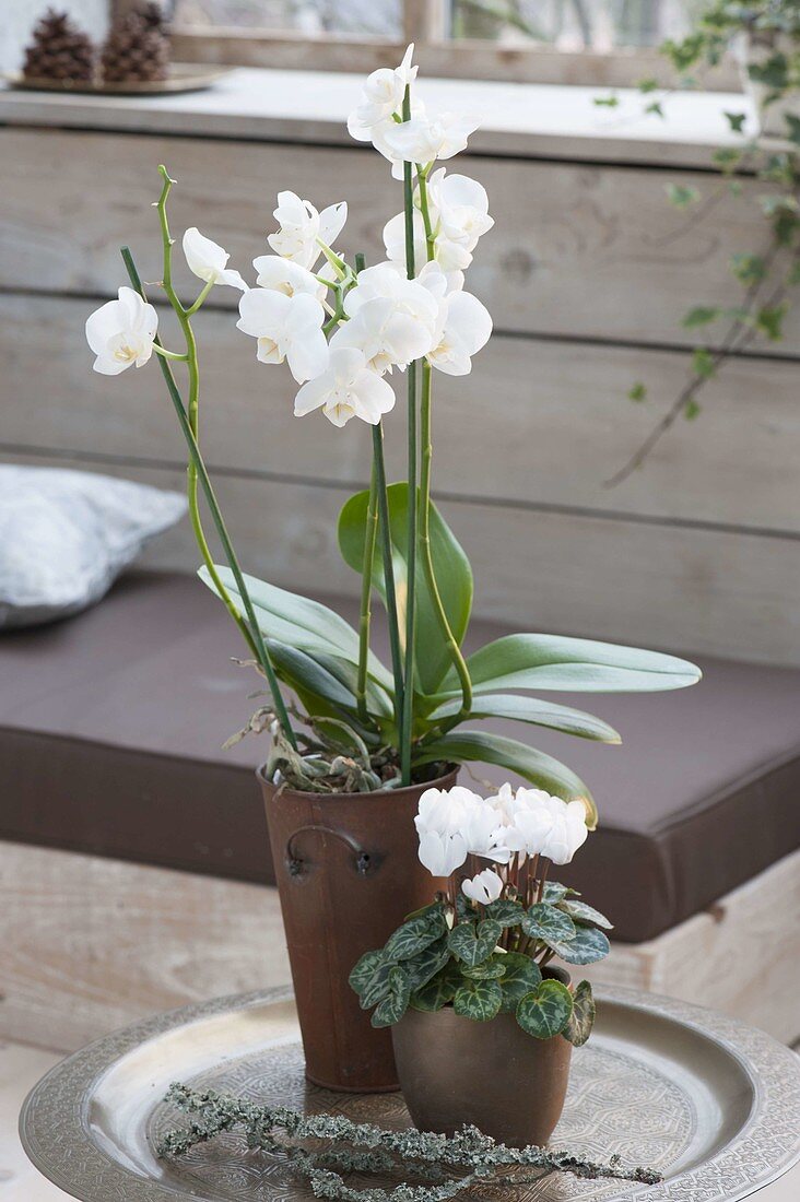 weiße Phalaenopsis (Schmetterlingsorchidee, Malayenblume) und Cylamen