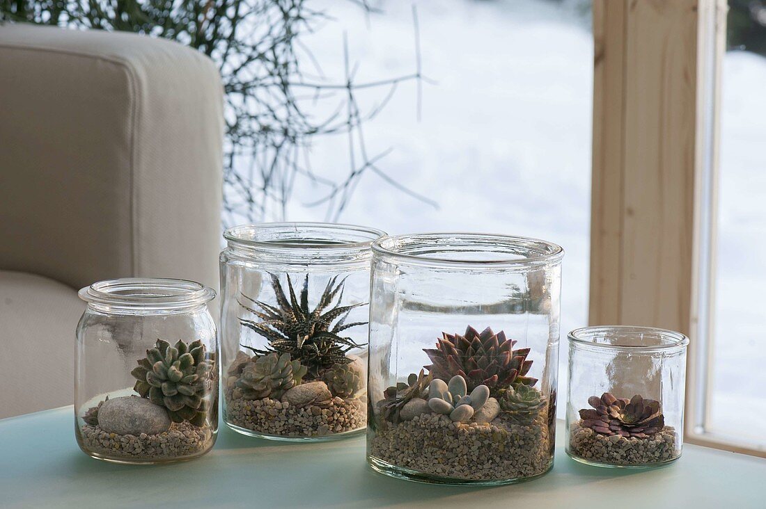 Succulents in preserving jars on gravel