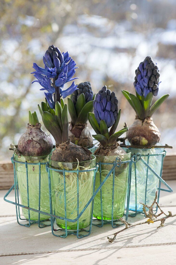 Hyacinthus (Hyazinthen) mit ausgewaschenen Wurzeln in Gläsern