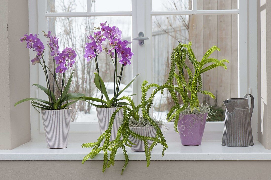 Phalaenopsis (Schmetterlingsorchidee, Malayenblumen) und Lycopodium