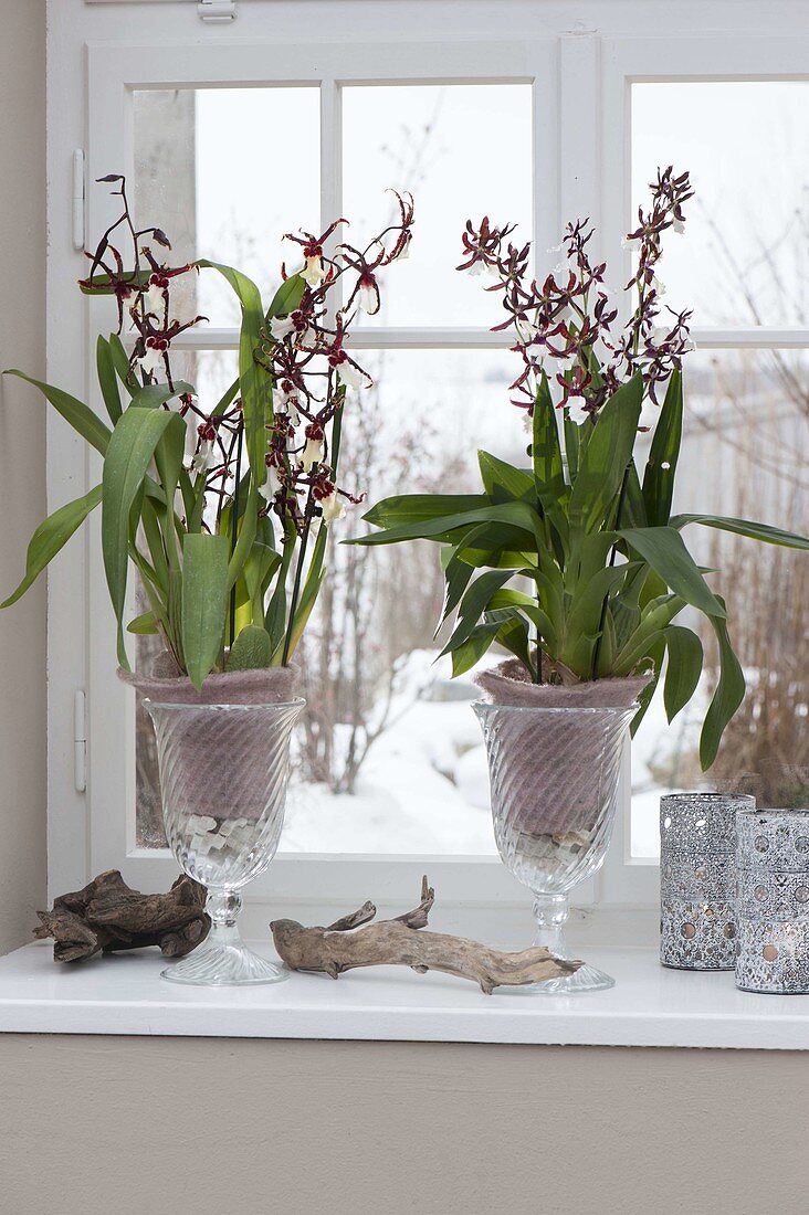 Orchids in glasses-left Odontobrassia, right Odontonia Samurai