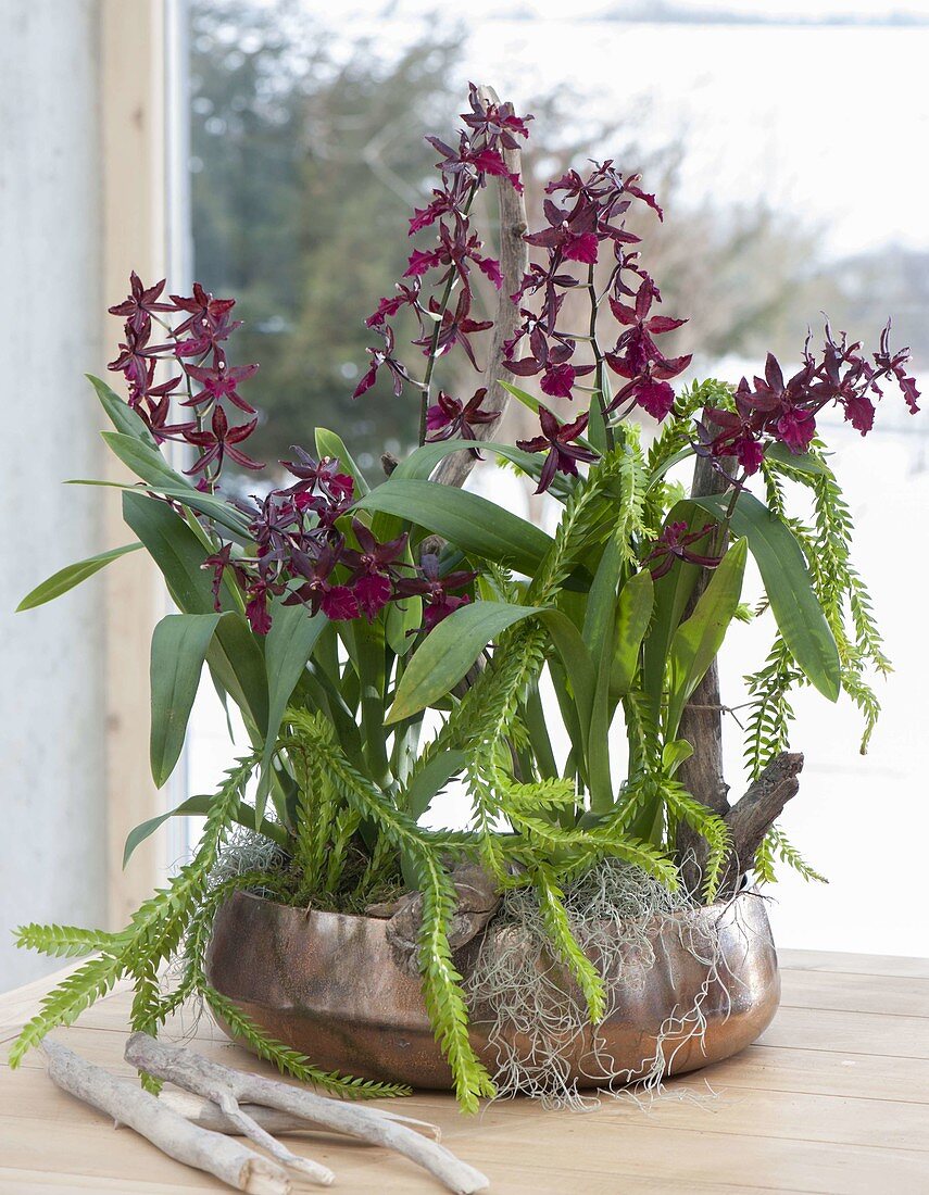 Colmanara Wildcat 'Bobcat' (Orchideen) und Lycopodium phlegmarioides