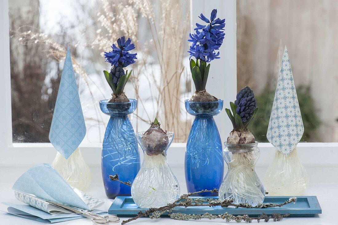 Drive Hyacinthus on hyacinth glasses by the window