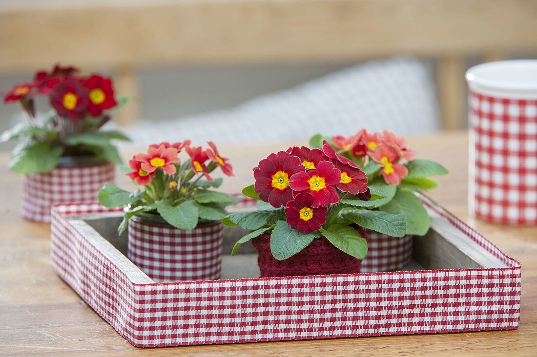 Primula acaulis (Primeln) auf Tablett mit rot-weiss-kariertem Schleifenband