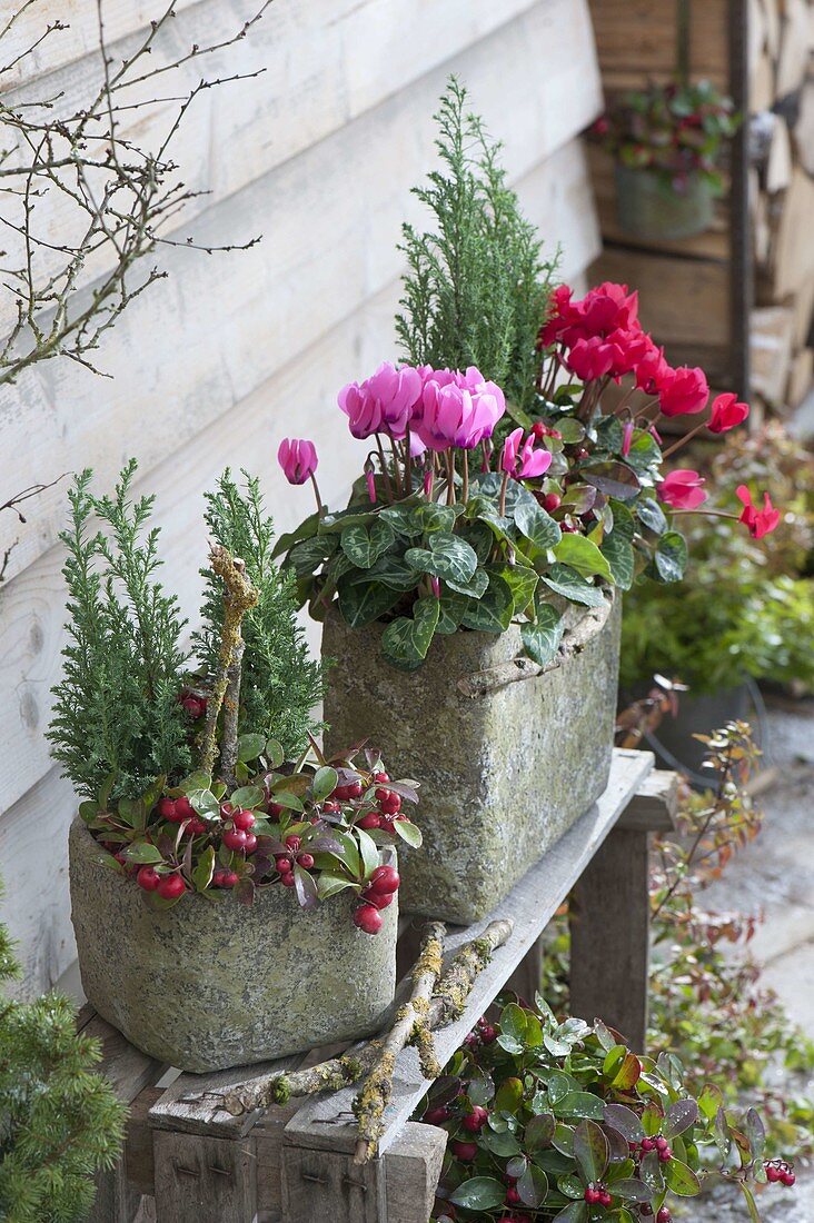 Rustic pots with cyclamen, Gaultheria procumbens