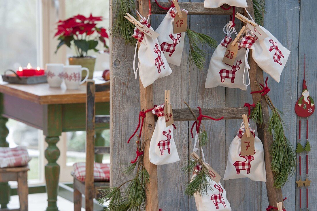 Leiter mit nummerierten Säckchen als Adventskalender , Zweige von Pinus