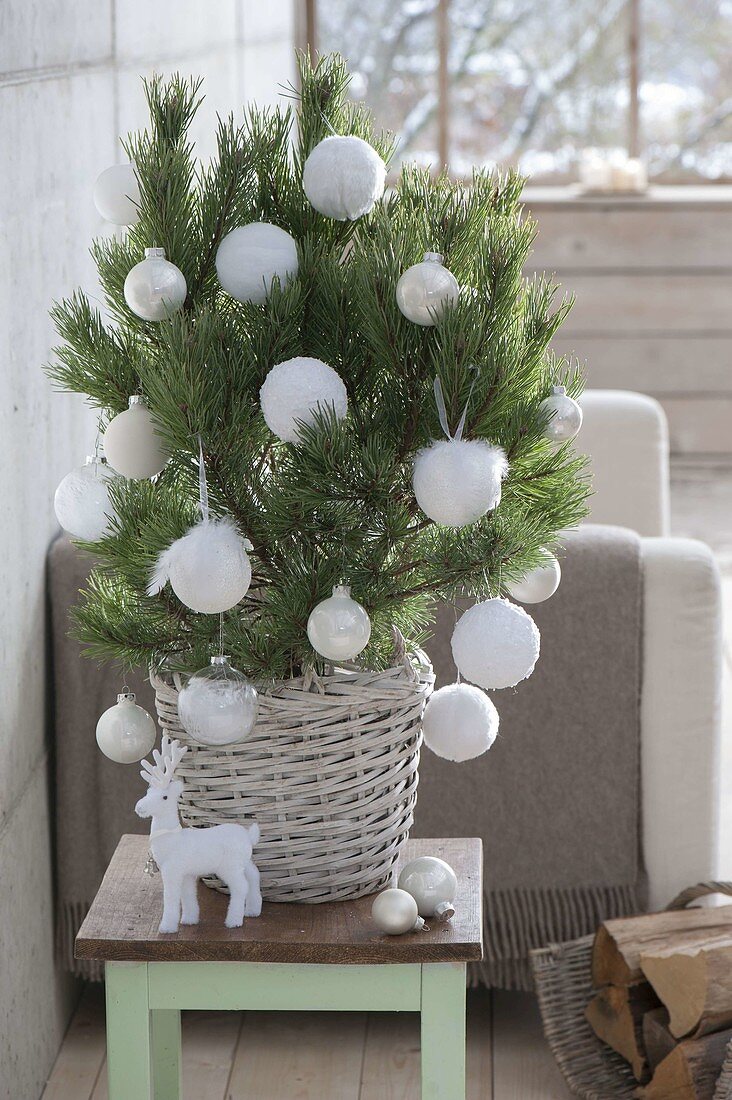 Pinus (pine) as a living Christmas tree with white Christmas globes