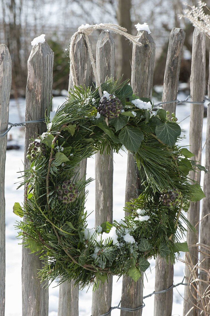 Wreath of hedera and abies and pinus tiwgs