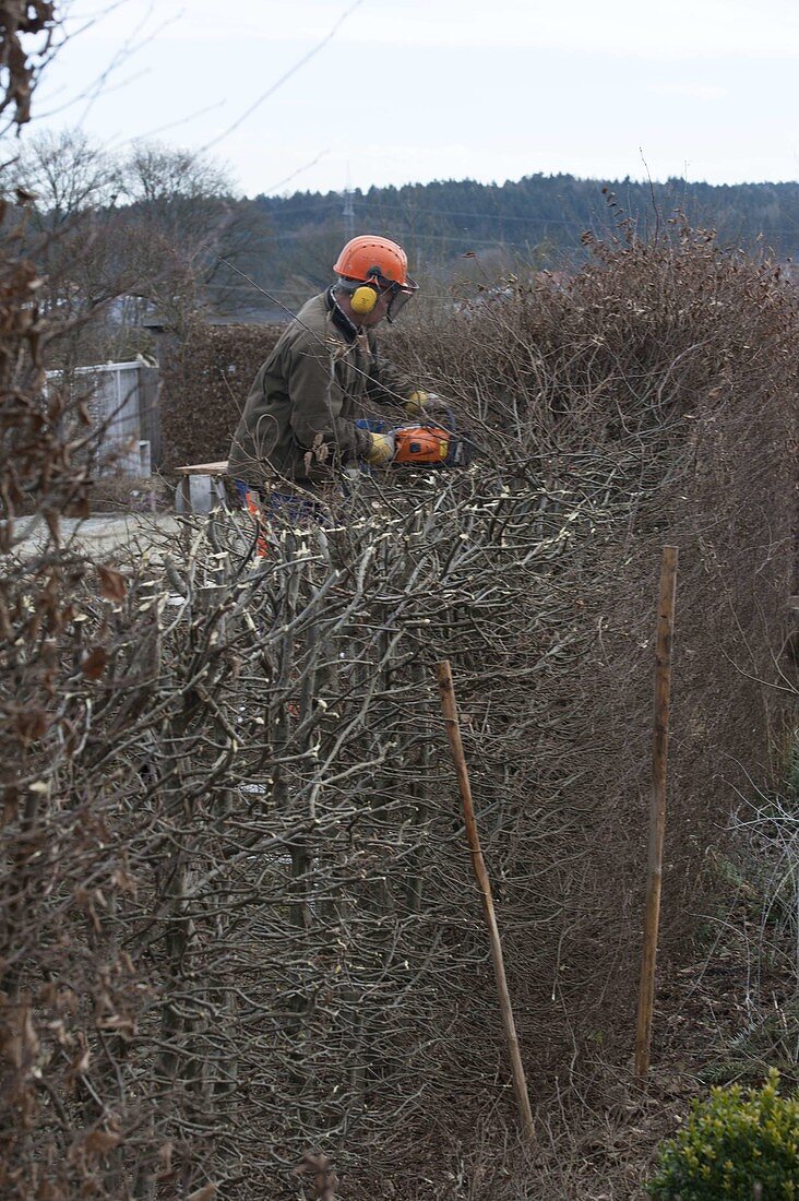 Hecke schneiden im Winter