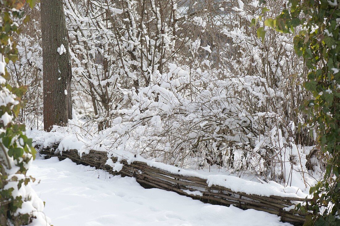 Verschneite Sträucher im winterlichen Garten