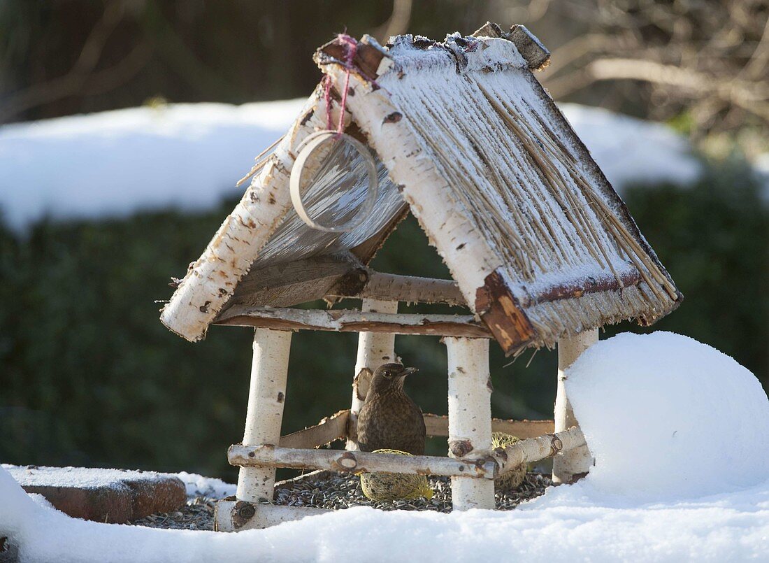 Vogelfutterhaus im Schnee mit Amsel (Turdus merula) , Meisenknödel