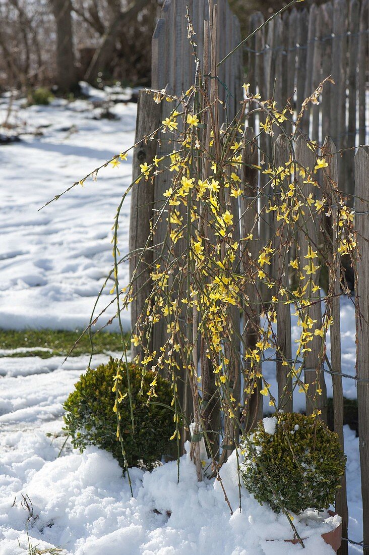 Jasminum nudiflorum (winter jasmine) and Buxus (Box balls)