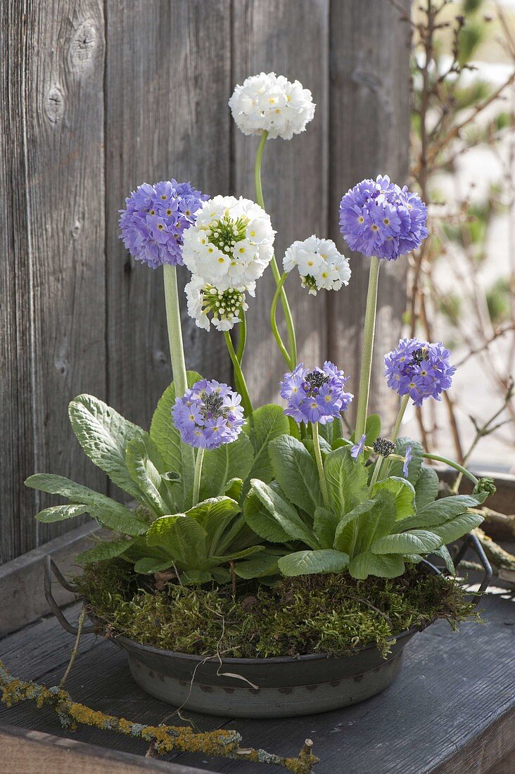 Flat metal bowl with primula denticulata embedded in moss