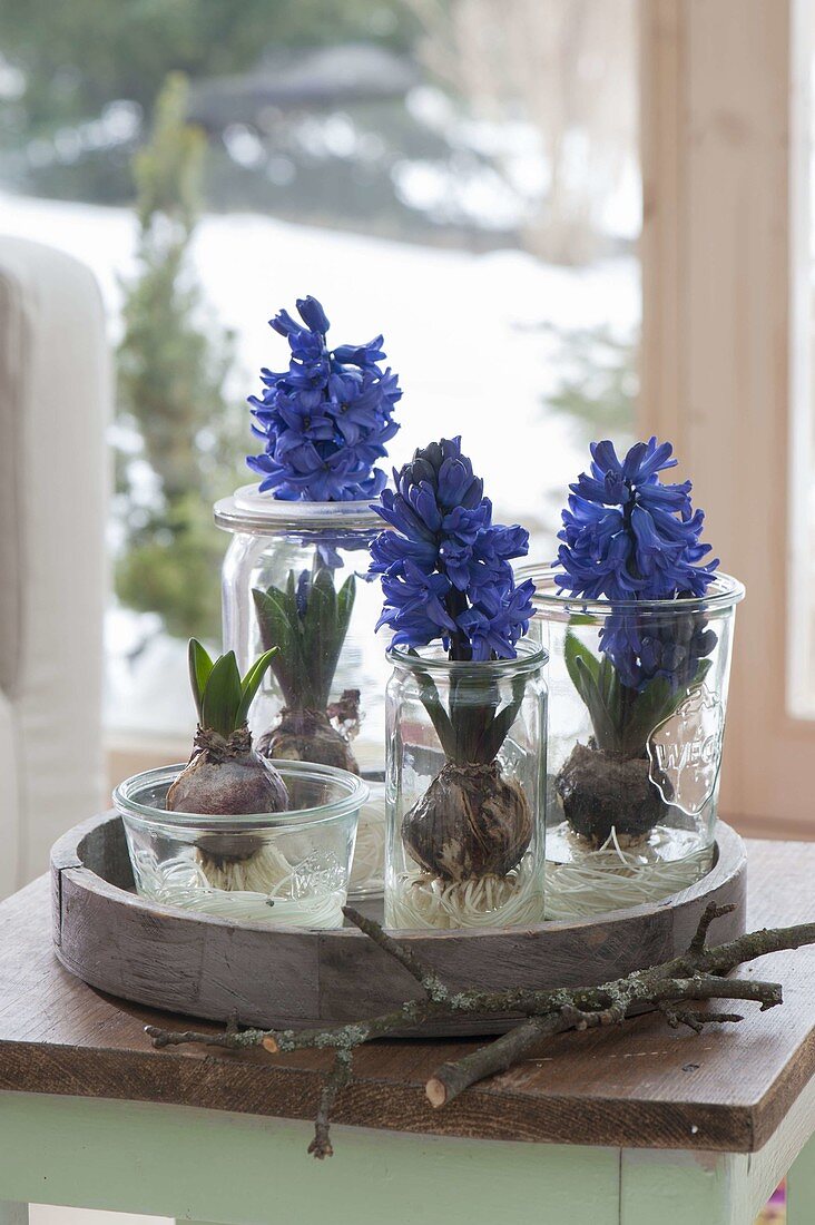 Hyacinthus with washed-out roots in preserving jars