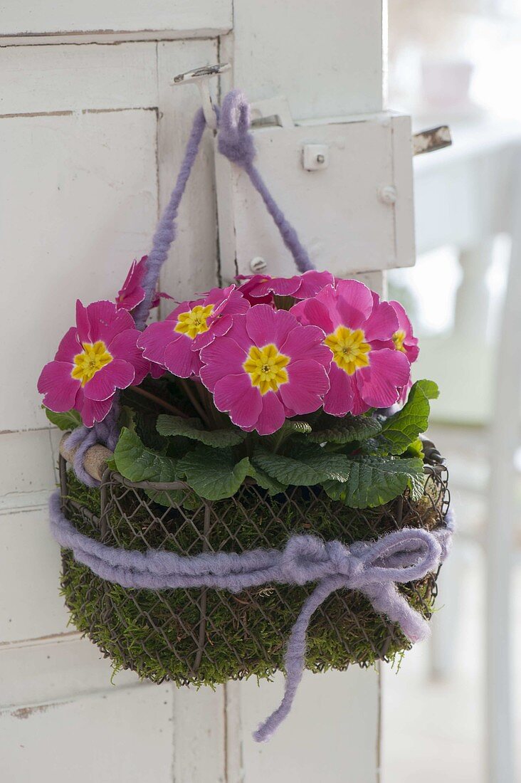 Small wire basket with primula acaulis in moss hung on door handle
