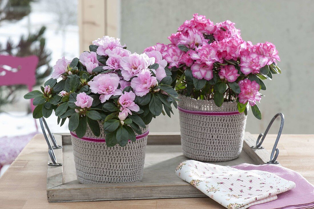 Rhododendron simsii (room azaleas) in crocheted planters