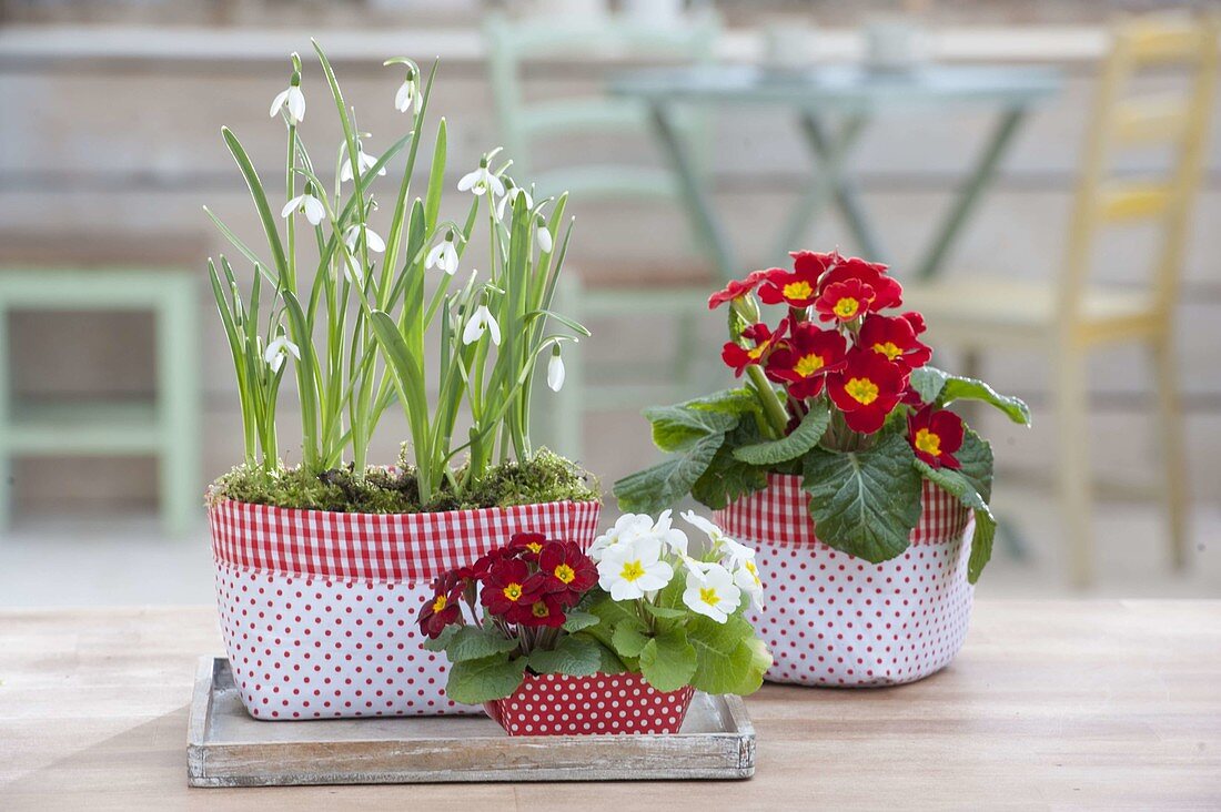 Primula acaulis (Primeln) und Galanthus nivalis (Schneeglöckchen)