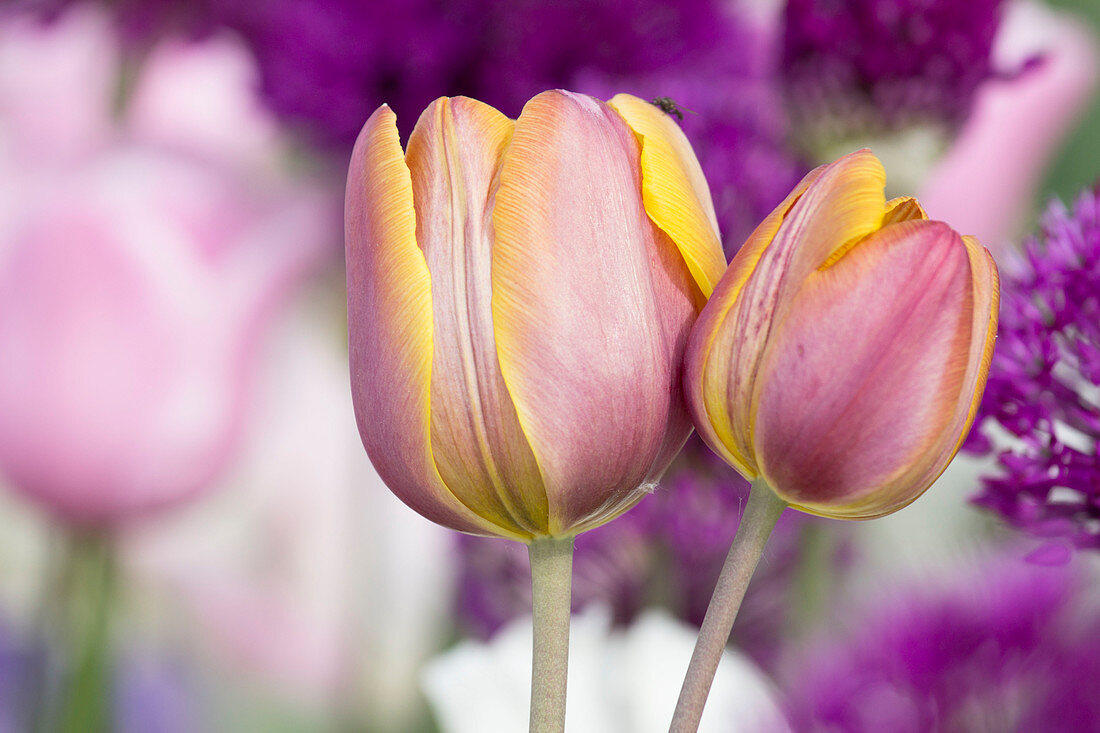 Tulipa (tulip) bicolor pink with yellow border