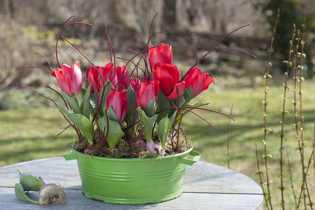 Tulipa 'Red Paradise' (Tulpen) in grüner Blechschale, Zweige von Cornus