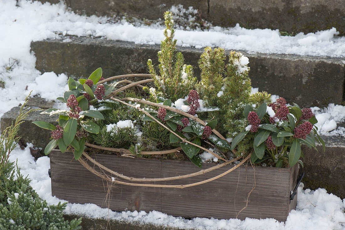 Holz - Kasten winterfest bepflanzt mit Skimmia 'Rubella (Blüten-Skimmie)