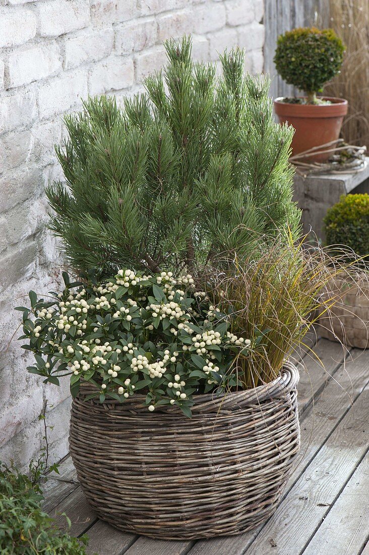 Korb winterfest bepflanzt : Pinus (Kiefer) , Skimmia japonica 'Kew White'