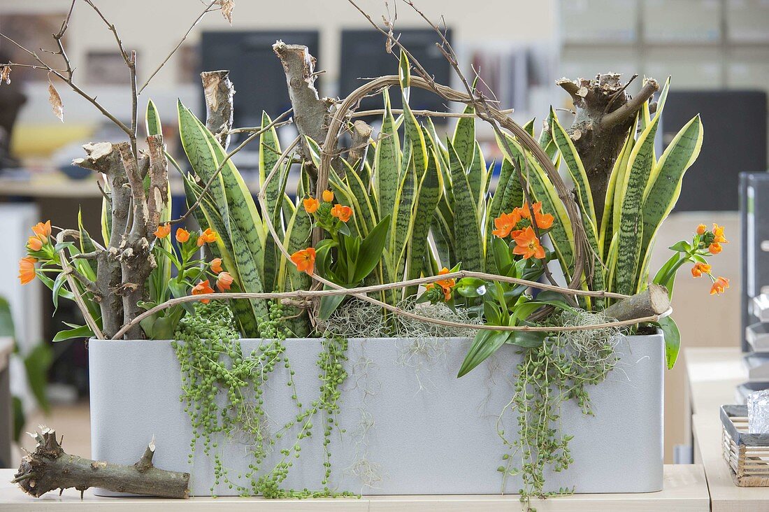 Plants provide a good indoor climate in the office