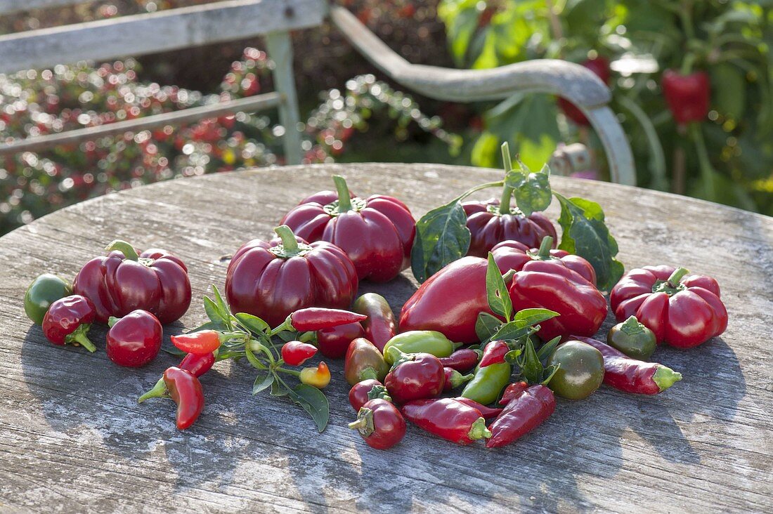 Various types of freshly harvested peppers and hot peppers